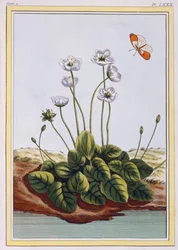 Chiendent de Parnasse (relva de Parnassus), c.1776 (gravura colorida à mão)